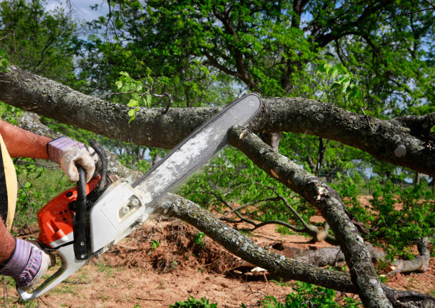 Reliable Weleetka, OK Tree Service Solutions